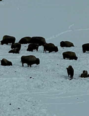 Yellowstone Expeditions-西黄石镇必去景点