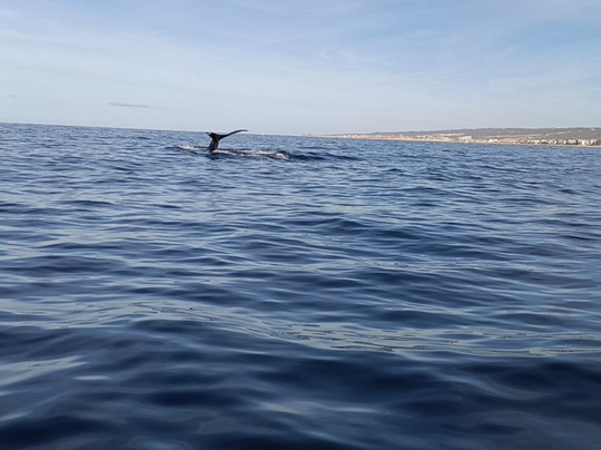 Cabo Pulmo Sport Center-Cabo Pulmo必去景点