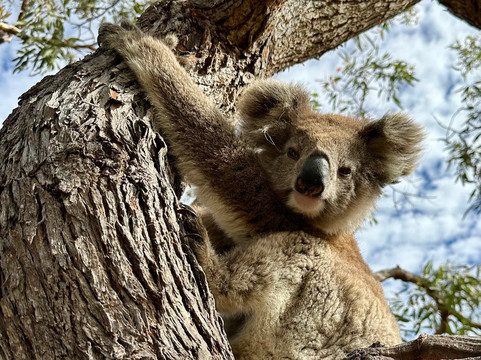Mikkira Station Koala Sanctuary-Port Lincoln必去景点