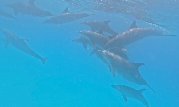 Aladino Tours-桑给巴尔岛必去景点