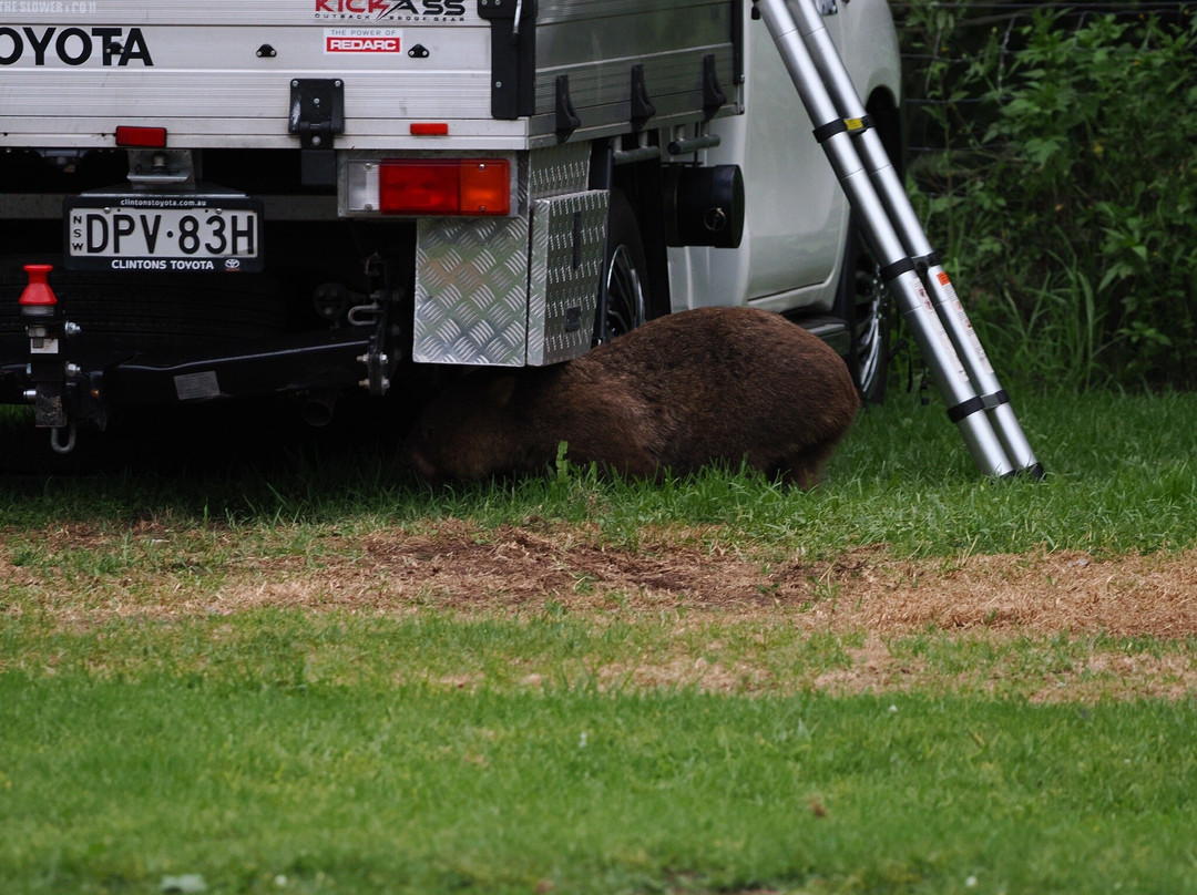 Bendeela Camping and Picnic Area-袋鼠谷必去景点