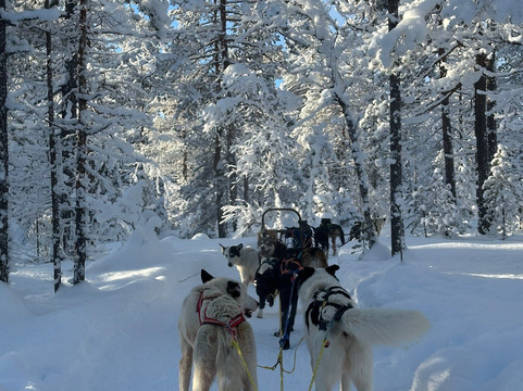 Trysil Husky-Torberget必去景点