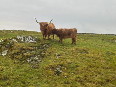 Kitchen Coos & Ewes-New Luce必去景点