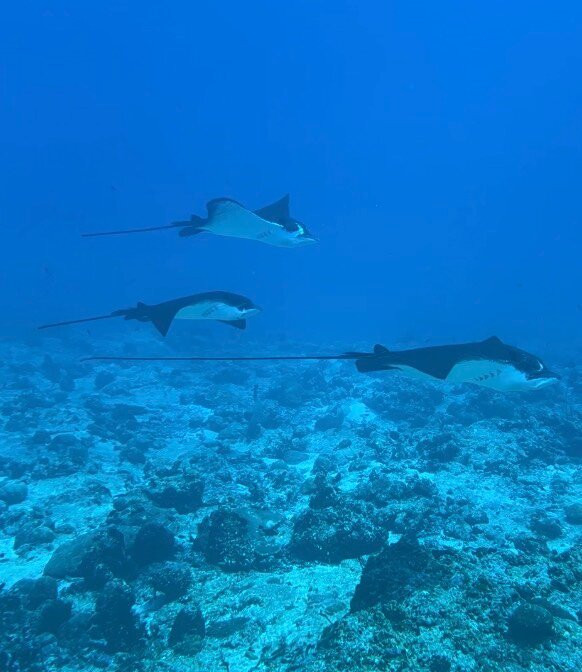 DivePoint Rannalhi-绚丽岛必去景点