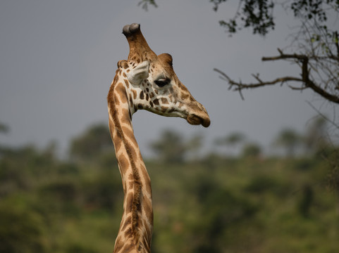 Native Africa Tours-坎帕拉必去景点