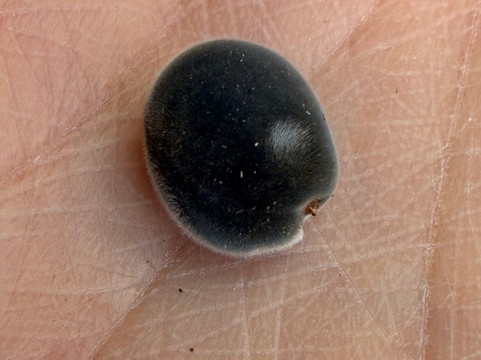 Palm Tree Gardens Botanical Garden-Saint David's必去景点