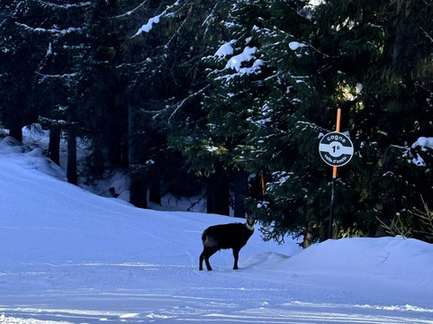 Funivie Gran Paradiso-科涅必去景点