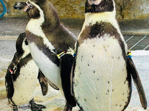 长崎企鹅水族馆-长崎市必去景点