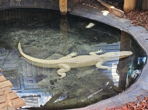 St. Augustine Alligator Farm Zoological Park-圣奥古斯丁必去景点