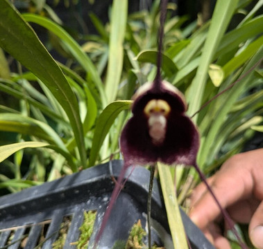 Finca Dracula-Cerro Punta必去景点