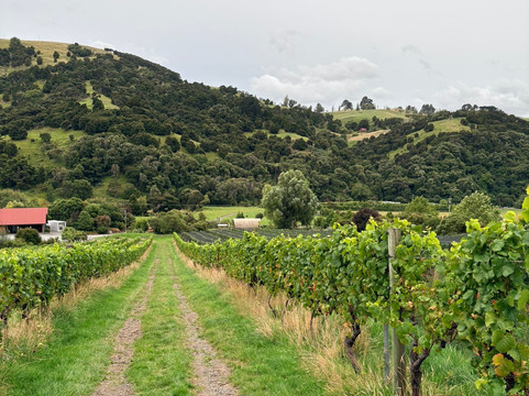French Peak Vineyard-阿卡罗阿必去景点