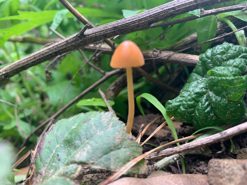 Joaquin Miller Park-奥克兰必去景点