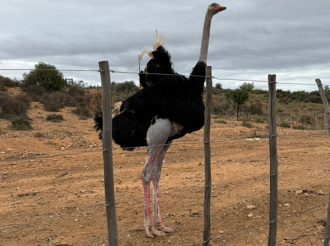 Highgate Ostrich Show Farm-奥兹洪必去景点