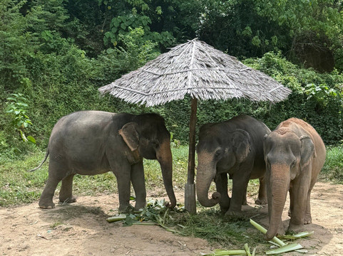 Hidden Forest Elephant Reserve-查龙必去景点