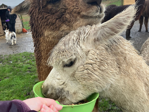 Meadowcroft Farm Alpacas-Bury必去景点
