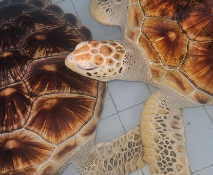 Sea Turtle Village-沙努尔必去景点