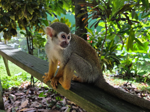 Monkeyland-Higuey必去景点