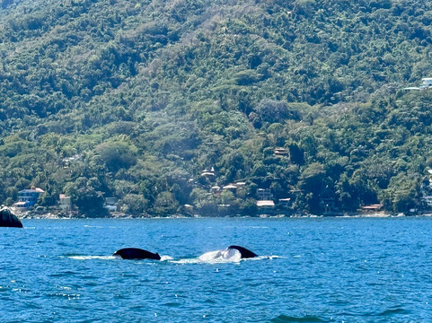 Bay of Banderas-瓦拉塔港必去景点