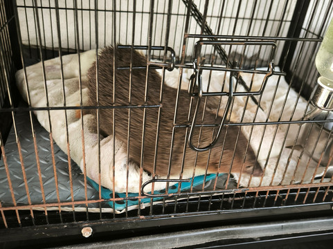 Cobra Show Thailand-苏梅岛必去景点