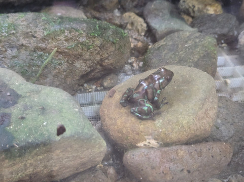 EVACC Foundation - El Valle Amphibian Conservation Center Foundation