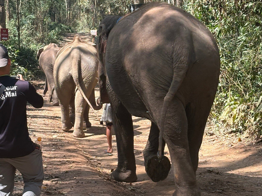 Loolu Tour - Private Day Tours-清迈必去景点