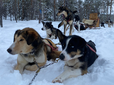 Wild Lapland-Rusktrask必去景点