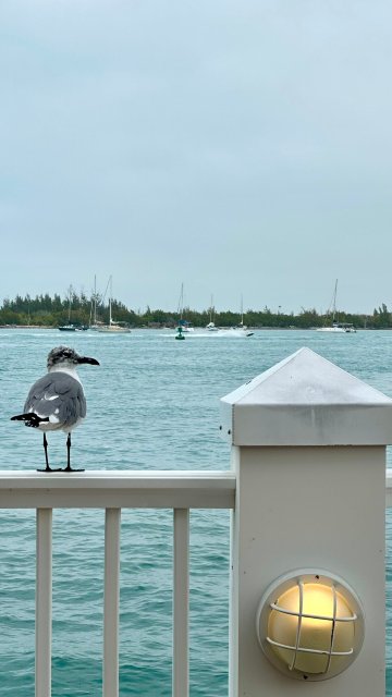 码头屋水疗度假村-官方