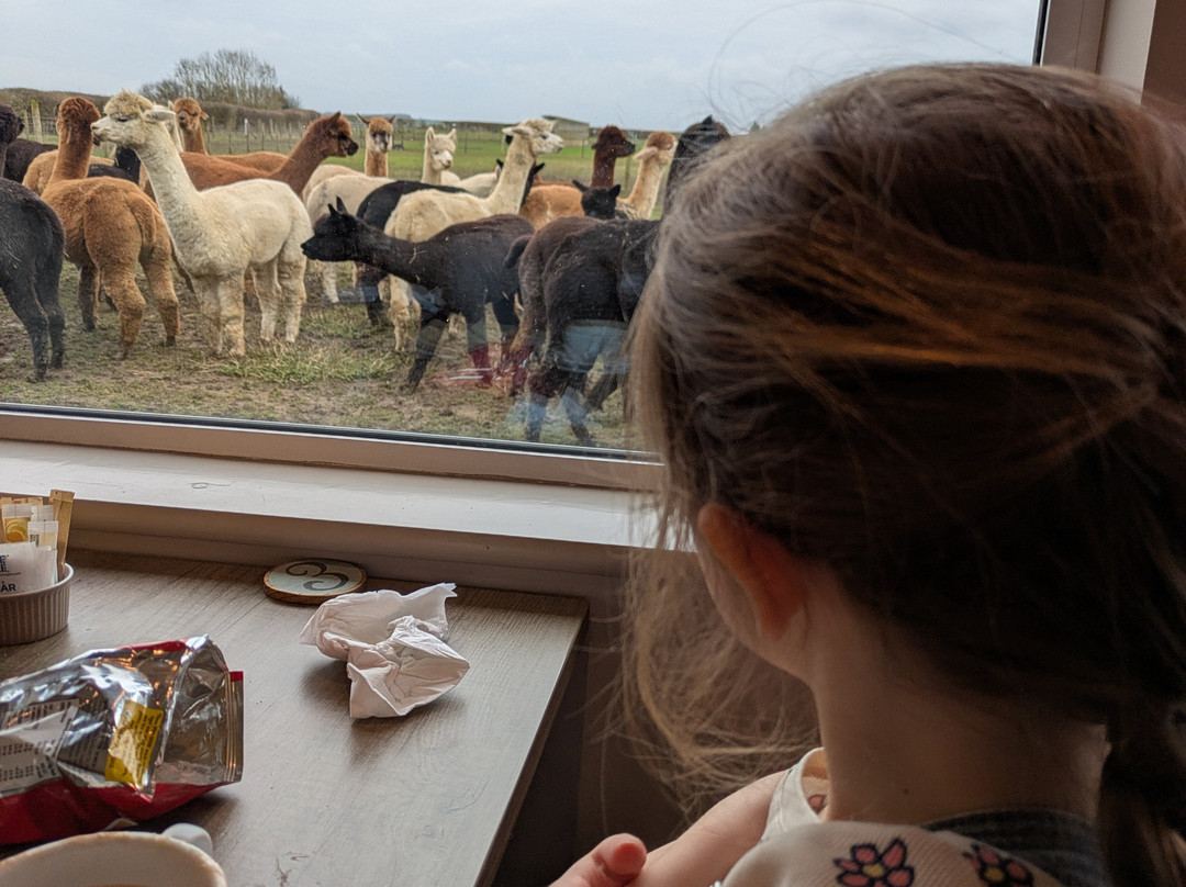 The Alpaca Centre at JandJ Alpacas-特伦特河畔纽瓦克必去景点
