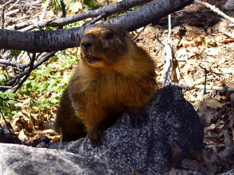 Sequoia Park-尤里卡必去景点