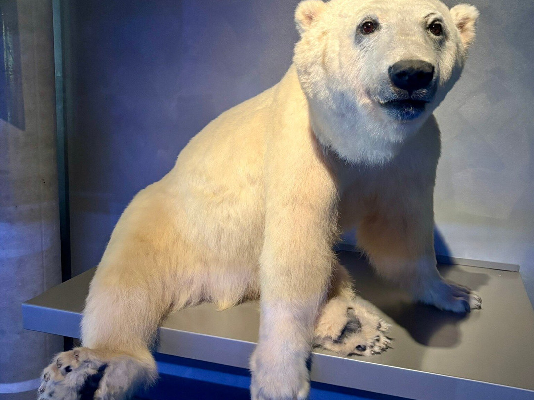 Ozeaneum-施特拉尔松德必去景点