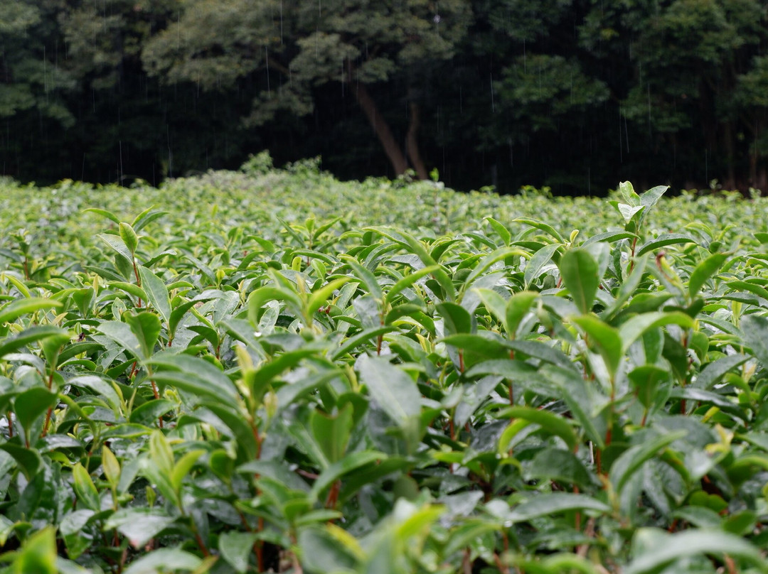 Chotto Matcha - Forbes Town