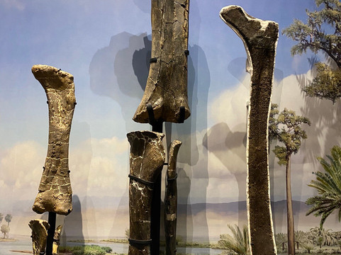 Museum of the Rockies-博兹曼必去景点