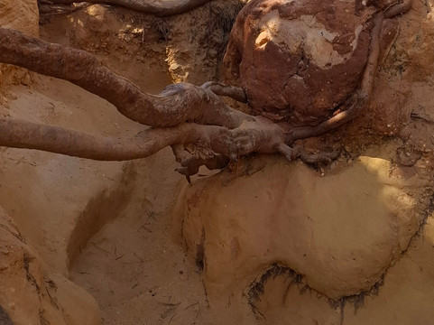 Cliff Boardwalk and Pathway-Olhos de Agua必去景点