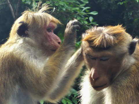 Ceylon Master Tours-Waskaduwa必去景点