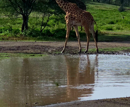 Shemeji Safari-阿鲁沙必去景点