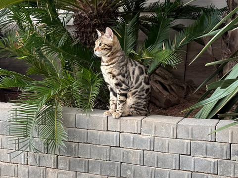 Les Animaux De Fairytale-Cap-d'Agde必去景点