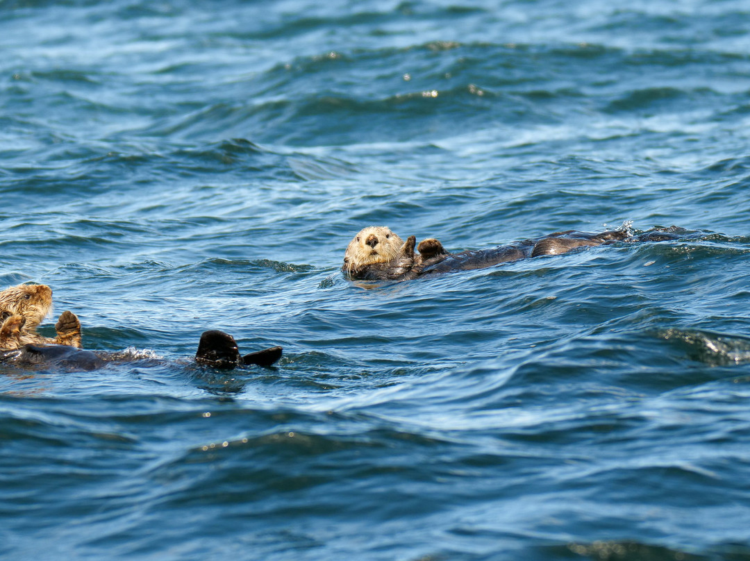 Vancouver Island Photo Tours-Port McNeill必去景点