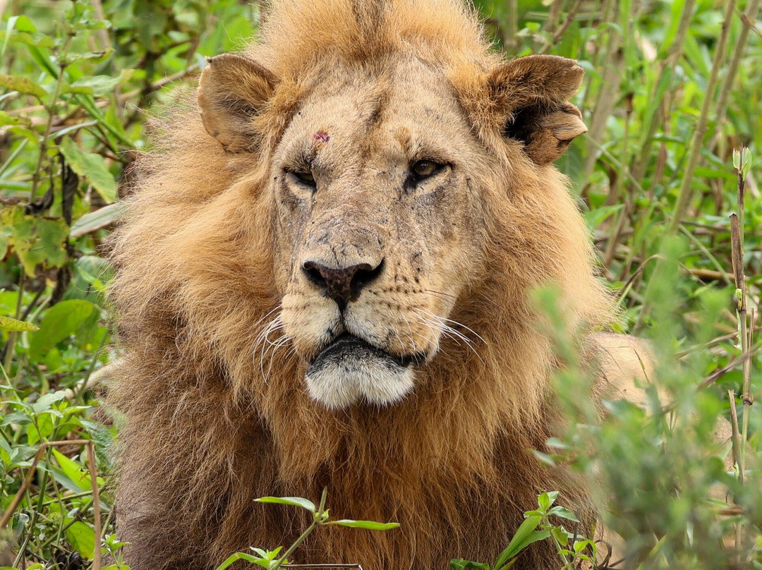 Africa Safari Trips-内罗毕必去景点