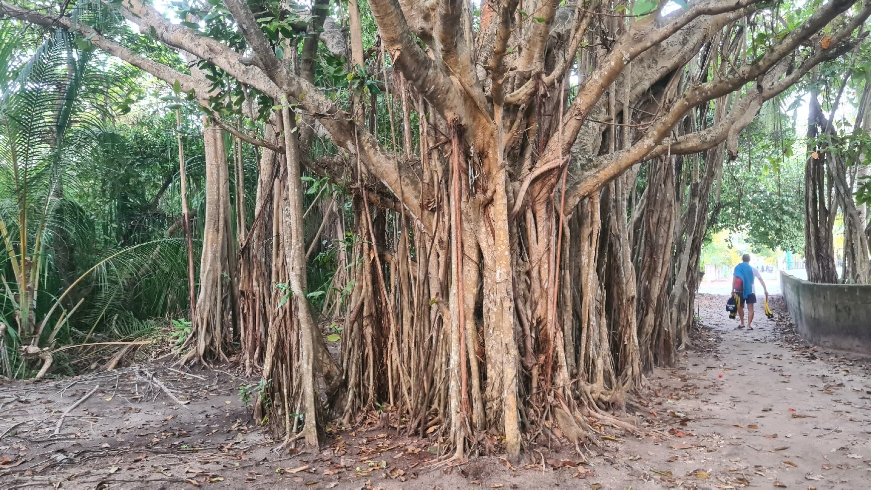 马尔代夫罗莎别墅-官方