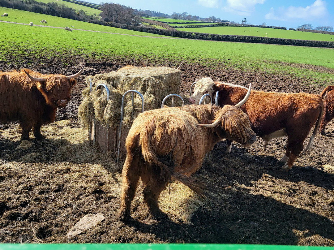 Foel Farm Park-Brynsiencyn必去景点