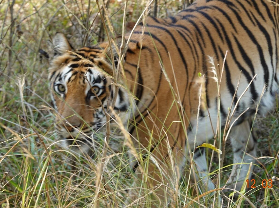 Satpura National Park-中央邦必去景点