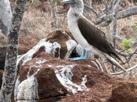 Go Galápagos Tours-Baltra必去景点