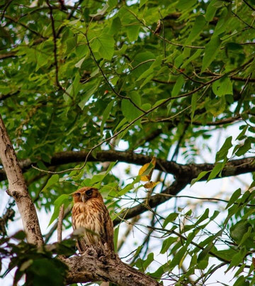 Angono Petroglyphs-比南格南 必去景点