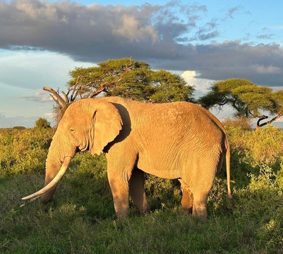 Africa Safari Trips-内罗毕必去景点