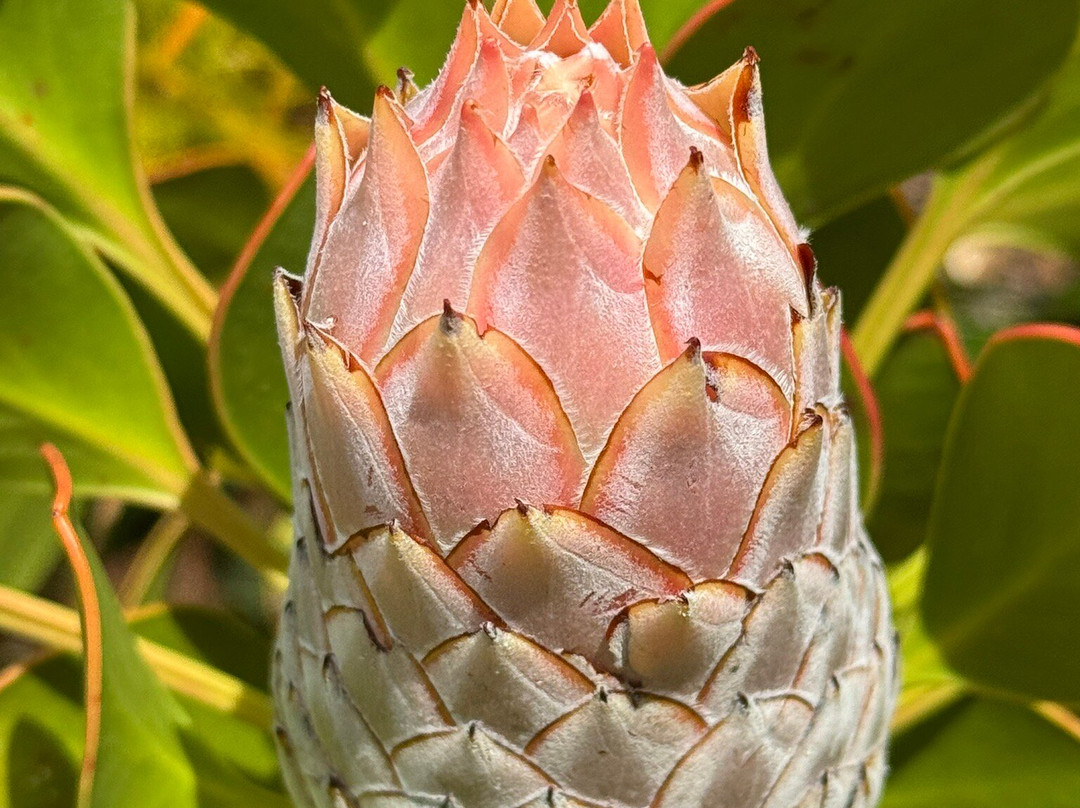 康斯坦博西国家植物园-Newlands必去景点
