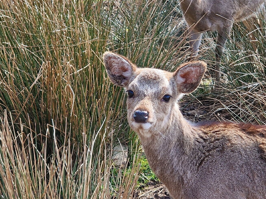 Bainloch Deer Park-Dalbeattie必去景点