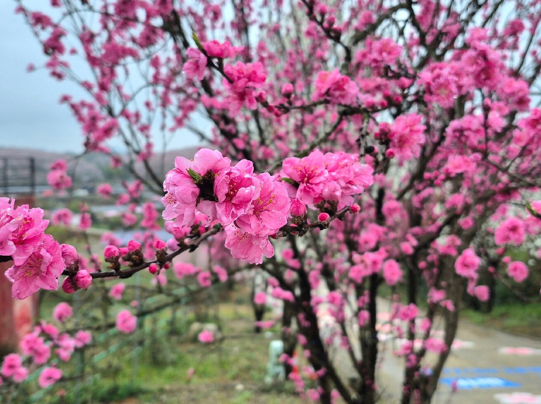 平坝农场-平坝县必去景点