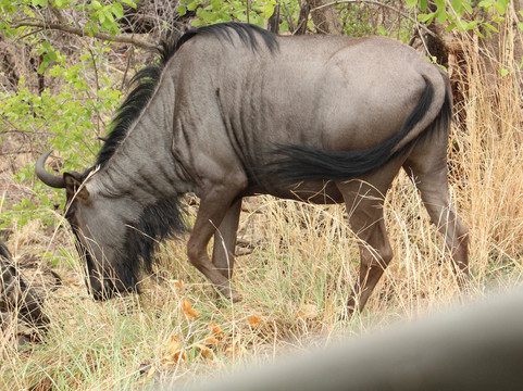 Pilanesberg National Park-太阳城必去景点