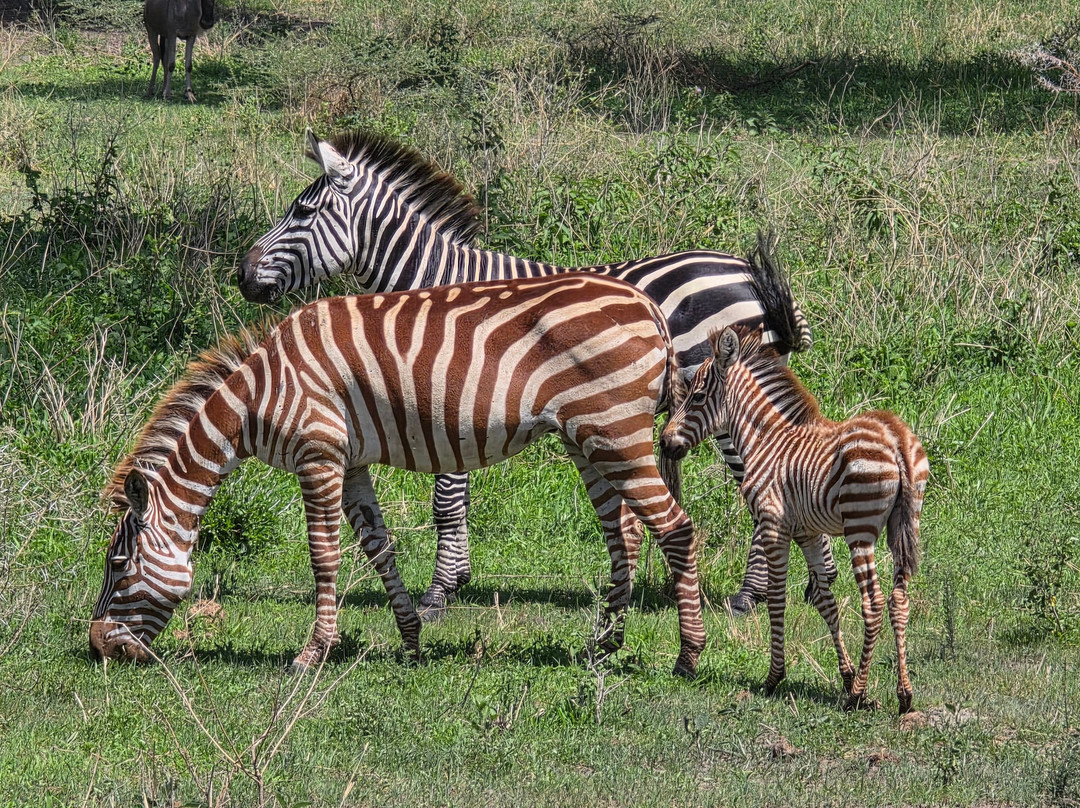 Tanzania Specialist-阿鲁沙必去景点