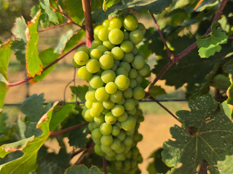 Alto Vista Winery-Noord必去景点